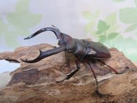 ☆新成虫☆メルキオリティスフタマタクワガタ♂73ミリ♀42ミリペア販売！！