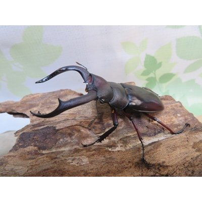 画像1: ☆新成虫☆メルキオリティスフタマタクワガタ♂73ミリ♀42ミリペア販売！！