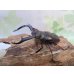 画像1: ☆新成虫☆メルキオリティスフタマタクワガタ♂73ミリ♀42ミリペア販売！！ (1)