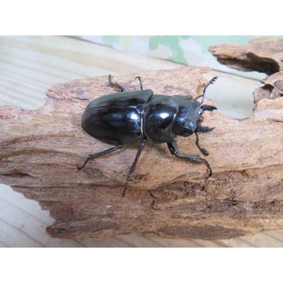 画像4: ☆RR☆ギラファノコギリクワガタ（亜種ティモレンシス）♂83ミリ♀45ミリ新成虫ペア販売！！