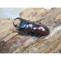 ☆稀少人気種☆ラティオキナティブス♂32ミリ♀27ミリ新成虫ペア販売！！