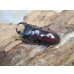 画像1: ☆稀少人気種☆ラティオキナティブス♂32ミリ♀27ミリ新成虫ペア販売！！ (1)
