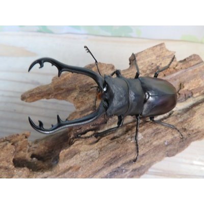 画像2: ☆RR☆ギラファノコギリクワガタ（亜種ティモレンシス）♂83ミリ♀45ミリ新成虫ペア販売！！