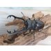 画像2: ☆RR☆ギラファノコギリクワガタ（亜種ティモレンシス）♂83ミリ♀45ミリ新成虫ペア販売！！ (2)