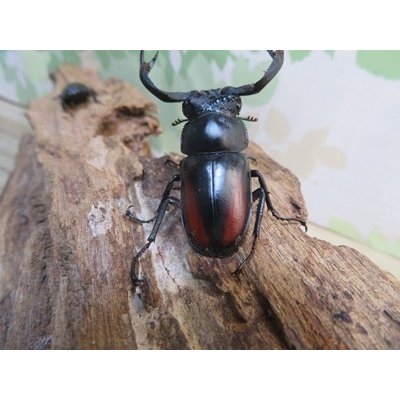 画像3: ☆新成虫☆海南シカクワガタ♂45ミリ♀フリーサイズペア販売！！