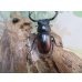 画像3: ☆新成虫☆海南シカクワガタ♂45ミリ♀フリーサイズペア販売！！ (3)