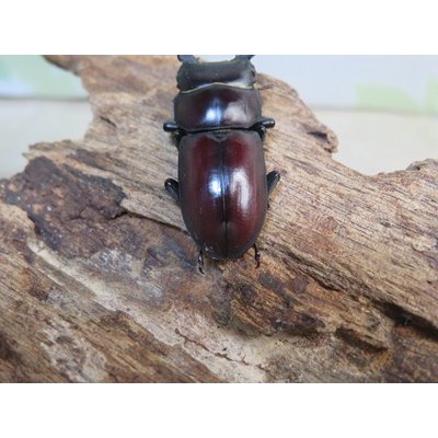 画像3: ☆稀少人気種☆ラティオキナティブス♂32ミリ♀27ミリ新成虫ペア販売！！