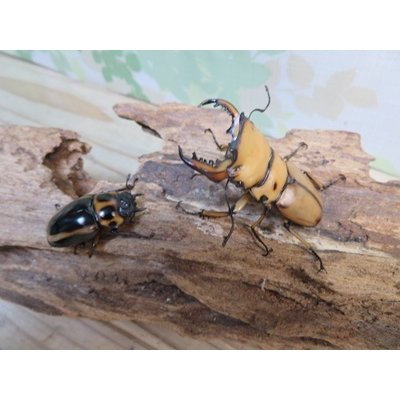 画像5: ☆新成虫☆メンガタメリークワガタ♂50ミリ前後♀フリーサイズペア販売！！