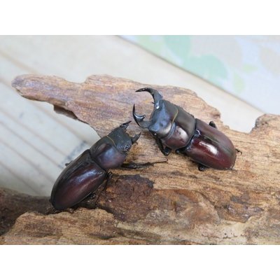 画像5: ☆稀少人気種☆ラティオキナティブス♂32ミリ♀27ミリ新成虫ペア販売！！