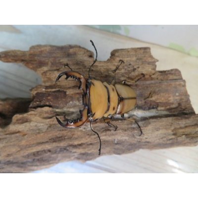 画像2: ☆新成虫☆メンガタメリークワガタ♂50ミリ前後♀フリーサイズペア販売！！
