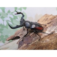 ☆新成虫☆海南シカクワガタ♂45ミリ♀フリーサイズペア販売！！