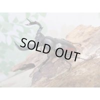 ☆新成虫☆海南シカクワガタ♂45ミリ♀フリーサイズペア販売！！