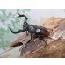 画像1: ☆新成虫☆海南シカクワガタ♂45ミリ♀フリーサイズペア販売！！ (1)
