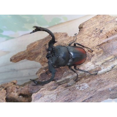 画像2: ☆新成虫☆海南シカクワガタ♂45ミリ♀フリーサイズペア販売！！