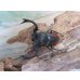 画像2: ☆新成虫☆海南シカクワガタ♂45ミリ♀フリーサイズペア販売！！ (2)