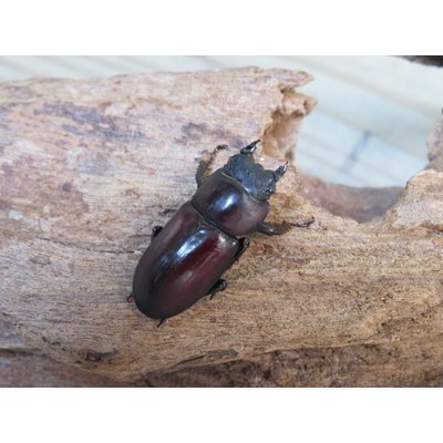 画像4: ☆稀少人気種☆ラティオキナティブス♂32ミリ♀27ミリ新成虫ペア販売！！