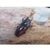 画像4: ☆稀少人気種☆ラティオキナティブス♂32ミリ♀27ミリ新成虫ペア販売！！ (4)
