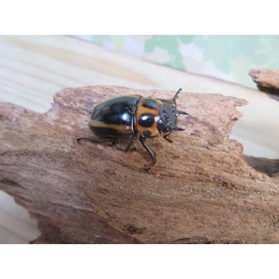 画像4: ☆新成虫☆メンガタメリークワガタ♂50ミリ前後♀フリーサイズペア販売！！