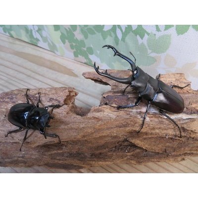 画像5: ☆RR☆ギラファノコギリクワガタ（亜種ティモレンシス）♂83ミリ♀45ミリ新成虫ペア販売！！