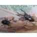 画像5: ☆RR☆ギラファノコギリクワガタ（亜種ティモレンシス）♂83ミリ♀45ミリ新成虫ペア販売！！ (5)