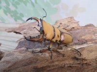 ☆新成虫☆メンガタメリークワガタ♂50ミリ前後♀フリーサイズペア販売！！