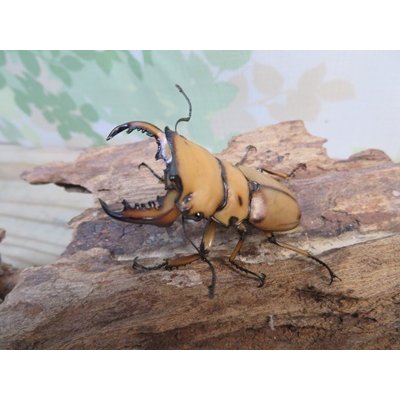 画像1: ☆新成虫☆メンガタメリークワガタ♂50ミリ前後♀フリーサイズペア販売！！