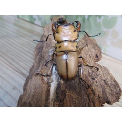 画像3: ☆新成虫☆メンガタメリークワガタ♂50ミリ前後♀フリーサイズペア販売！！