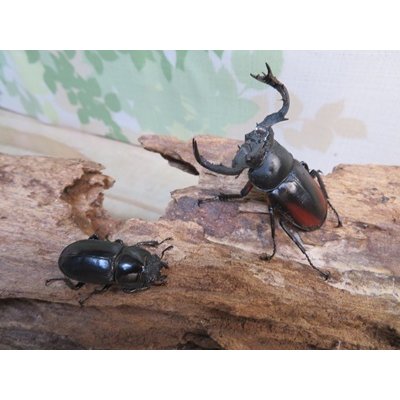 画像5: ☆新成虫☆海南シカクワガタ♂45ミリ♀フリーサイズペア販売！！