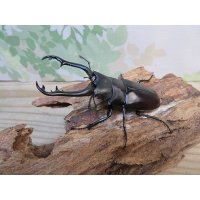 ☆RR☆ギラファノコギリクワガタ（亜種ティモレンシス）♂83ミリ♀45ミリ新成虫ペア販売！！