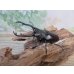 画像1: ☆RR☆ギラファノコギリクワガタ（亜種ティモレンシス）♂83ミリ♀45ミリ新成虫ペア販売！！ (1)