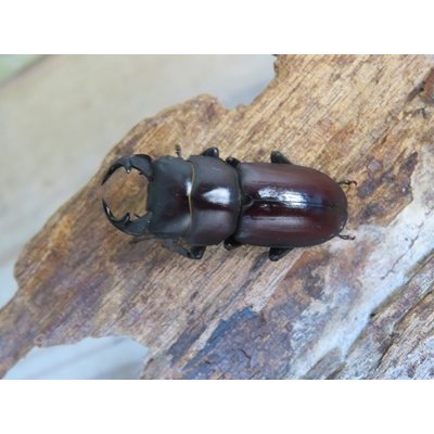 画像2: ☆稀少人気種☆ラティオキナティブス♂32ミリ♀27ミリ新成虫ペア販売！！