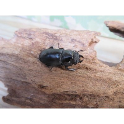 画像4: ☆新成虫☆海南シカクワガタ♂45ミリ♀フリーサイズペア販売！！
