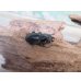 画像4: ☆新成虫☆海南シカクワガタ♂45ミリ♀フリーサイズペア販売！！ (4)