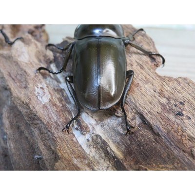 画像3: ☆美麗新成虫☆ババオウゴンオニクワガタ♂56ミリ♀46ミリペア＋♀43ミリの計3頭トリオ販売！！