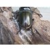画像3: ☆美麗新成虫☆ババオウゴンオニクワガタ♂56ミリ♀46ミリペア＋♀43ミリの計3頭トリオ販売！！ (3)
