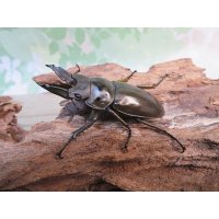 ☆美麗新成虫☆ババオウゴンオニクワガタ♂55ミリ♀43ミリペア＋♀41ミリの計3頭トリオ販売！！