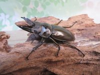 ☆美麗新成虫☆ババオウゴンオニクワガタ♂55ミリ♀43ミリペア＋♀41ミリの計3頭トリオ販売！！