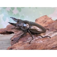 ☆美麗新成虫☆ババオウゴンオニクワガタ♂56ミリ♀46ミリペア＋♀43ミリの計3頭トリオ販売！！
