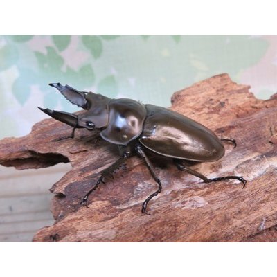 画像1: ☆美麗新成虫☆ババオウゴンオニクワガタ♂56ミリ♀46ミリペア＋♀43ミリの計3頭トリオ販売！！