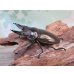 画像1: ☆美麗新成虫☆ババオウゴンオニクワガタ♂56ミリ♀46ミリペア＋♀43ミリの計3頭トリオ販売！！ (1)