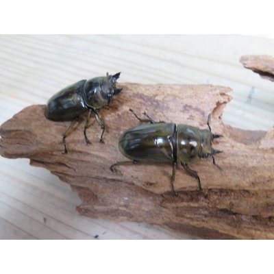画像4: ☆美麗新成虫☆ババオウゴンオニクワガタ♂55ミリ♀43ミリペア＋♀41ミリの計3頭トリオ販売！！