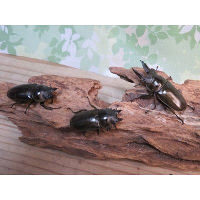画像5: ☆美麗新成虫☆ババオウゴンオニクワガタ♂56ミリ♀46ミリペア＋♀43ミリの計3頭トリオ販売！！