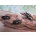 画像5: ☆美麗新成虫☆ババオウゴンオニクワガタ♂56ミリ♀46ミリペア＋♀43ミリの計3頭トリオ販売！！ (5)