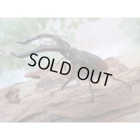 ☆ホワイトアイ☆マンディブラリスフタマタクワガタ（赤マンディ）♂90ミリ♀39ミリ新成虫ペア販売！！