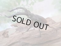 ☆ホワイトアイ☆マンディブラリスフタマタクワガタ（赤マンディ）♂90ミリ♀39ミリ新成虫ペア販売！！