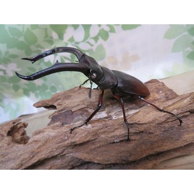 画像1: ☆ホワイトアイ☆マンディブラリスフタマタクワガタ（赤マンディ）♂90ミリ♀39ミリ新成虫ペア販売！！