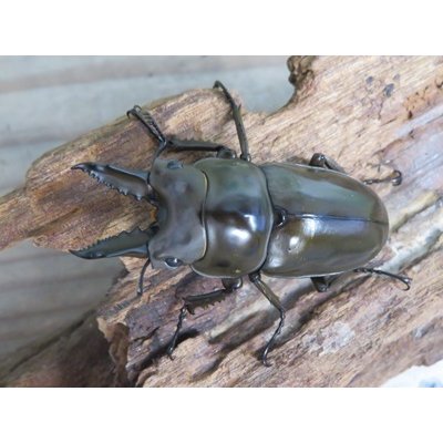 画像2: ☆美麗新成虫☆ババオウゴンオニクワガタ♂56ミリ♀46ミリペア＋♀43ミリの計3頭トリオ販売！！
