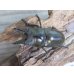 画像2: ☆美麗新成虫☆ババオウゴンオニクワガタ♂56ミリ♀46ミリペア＋♀43ミリの計3頭トリオ販売！！ (2)