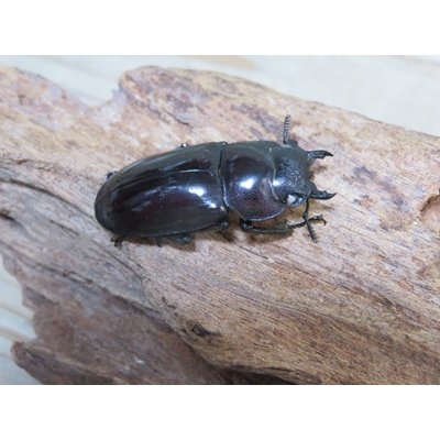 画像4: ☆ホワイトアイ☆マンディブラリスフタマタクワガタ（赤マンディ）♂90ミリ♀39ミリ新成虫ペア販売！！