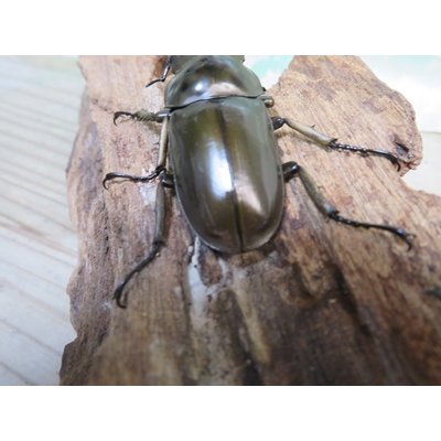 画像3: ☆美麗新成虫☆ババオウゴンオニクワガタ♂55ミリ♀43ミリペア＋♀41ミリの計3頭トリオ販売！！